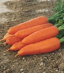Семена моркови Кларис F1, п.е. 1000 тыс. семян (Moravoseed)