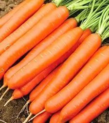 Насіння моркви Белградо F1, п.о. 100 тис. насінин (Bejo)