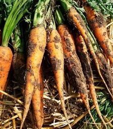 Насіння моркви Афалон F1, п.о. 1000 тис. насінин (Moravoseed)