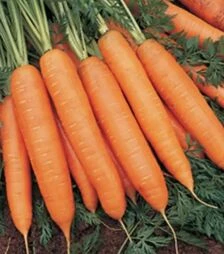 Семена моркови Бангор F1, п.е. 100 тыс. семян (Bejo)