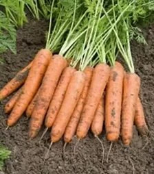 Семена моркови Берлин F1, п.е. 100 тыс. семян, 2,0-2,2 калибра (Bejo)