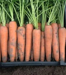 Семена моркови Берлин F1, п.е. 500 тыс. семян (Bejo)