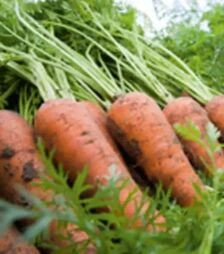 Насіння моркви Каріні, 50 г (Bejo)