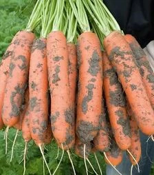 Семена моркови Нерак F1, п.е. 100 тыс. семян (Bejo)