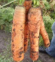 Насіння моркви Монанта, 250 г (Rijk Zwaan)