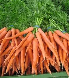 Семена моркови Наполи F1, п.е. 100 тыс. семян (Bejo)