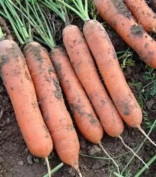 Семена моркови Марион F1, п.е. 50 тыс. семян (Moravoseed)