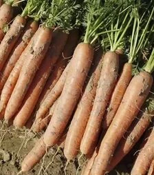 Семена моркови Нарбонне F1, п.е. 100 тыс. семян (Bejo)