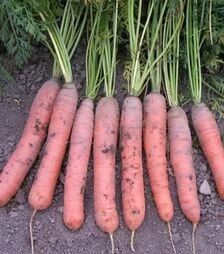 Насіння моркви Краска, 500 г (Semo)