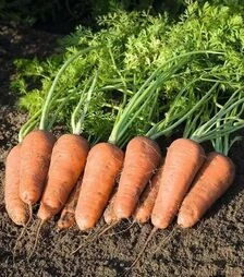 Насіння моркви Купар F1, п.о. 100 тис. насінин, 1,8-2,0 калібр (Bejo)
