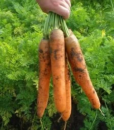 Насіння моркви Колосеум F1, п.о. 25 тис. насінин (Semo)