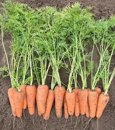 Семена моркови Кесена F1, п.е. 100 тыс. семян (Bejo)