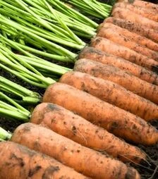 Насіння моркви Каскад F1, п.о. 100 тис. насінин, 1,4-1,6 калібр (Bejo)