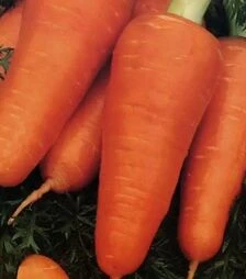 Семена моркови Шантане Ред Коредо 2, 250 г (Bakker Brothers)