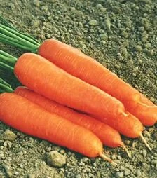 Семена моркови Ступицкая, 1 кг (Moravoseed)