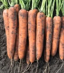 Семена моркови Норвей F1, п.е. 500 тыс. семян (Bejo)