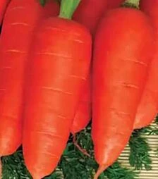 Семена моркови Нью Курода, 5 кг (Коуэлл)