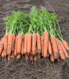 Семена моркови Новара F1, п.е. 100 тыс. семян (Bejo)