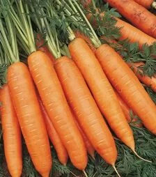 Насіння моркви Бангор F1, п.о. 500 тис. насінин, 1,8-2,0 калібр (Bejo)