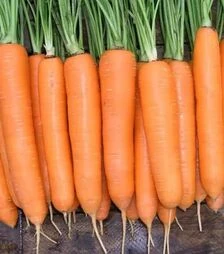 Семена моркови Элеганза F1, п.е. 100 тыс. семян, 1,8-2,0 калибр (Nunhems)