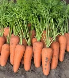 Семена моркови Кентон F1, п.е. 100 тыс. семян, 2,0-2,2 калибра (Bejo)