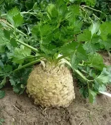 Насіння селери Астерікс F1, п.о. 10 тис. насінин (Moravoseed)