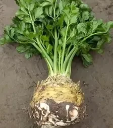 Насіння селери Президент, п.о. 10 тис. насінин (Rijk Zwaan)