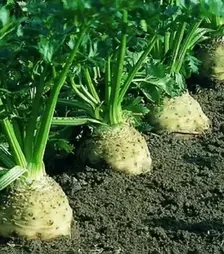 Насіння селери Діамант, п.о. 10 тис. насінин (Bejo)