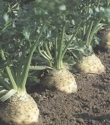 Насіння селери Балена F1, п.о. 10 тис. насінин (Bejo)