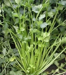 Насіння селери Емні, п.о. 50 тис. насінин (Semo)