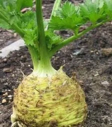 Насіння селери Ілона F1, п.о. 10 тис. насінин (Bejo)