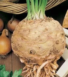 Насіння селери Празький гігант Hortus, 500 г (Коуел)