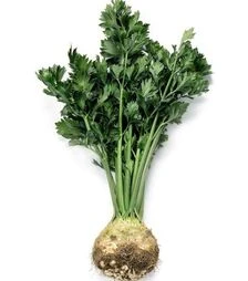 Семена сельдерея Мерга, и.о. 10 тыс. семян (Rijk Zwaan)