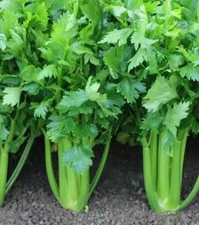 Насіння селери Мерлин, п.о. 10 тис. насінин (Semo)