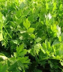 Насіння селери Ємна, 1 кг (Moravoseed)