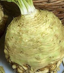 Насіння селери Максим, п.о. 10 тис. насінин (Semo)