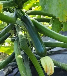 Семена кабачка НоА F1, п.е. 500 семян (Sakata)