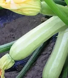 Насіння кабачка Ангеліна F1, п.о. 500 насінин (Syngenta)