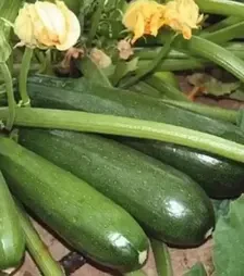 Семена кабачка Аниса F1, п.е. 500 семян (Hazera)