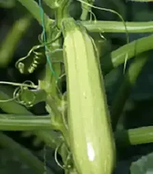 Насіння кабачка Ардендо F1, п.о. 500 насінин (Enza Zaden)