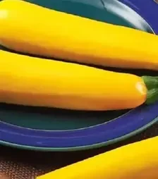 Семена кабачка Голдена, 1 кг (Moravoseed)