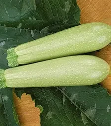 Насіння кабачка Іскандер F1, п.о. 500 насінин (Seminis)