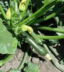 Семена кабачка Лейла F1, п.е. 250 семян (Vitalis)