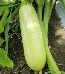 Семена кабачка Ришар F1 (INX 1423), п.е. 1 тыс. семян (Innova Seeds)