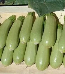 Насіння кабачка Азіад, п.о. 1 тис. насінин (Sakata)