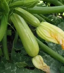 Насіння кабачка Ардендо F1, п.о. 250 насінин (Vitalis)