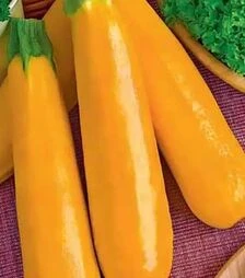 Семена кабачка Голден, 500 г (Коуэлл)