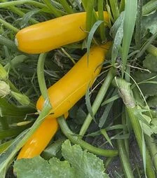 Семена кабачка Голдстика F1, п.е. 500 семян (Spark Seeds)