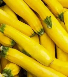 Насіння кабачка Єлоу Хаус F1, п.о. 1 тис. насінин (NongWoo Bio)