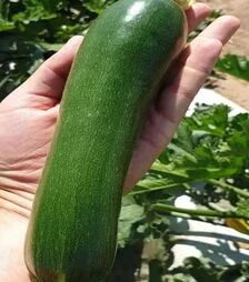 Семена кабачка Ларри F1 (INX 5273), п.е. 1 тыс. семян (Innova Seeds)